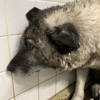 処分対象❗️収容期限6月28日❗️期限の延長なし