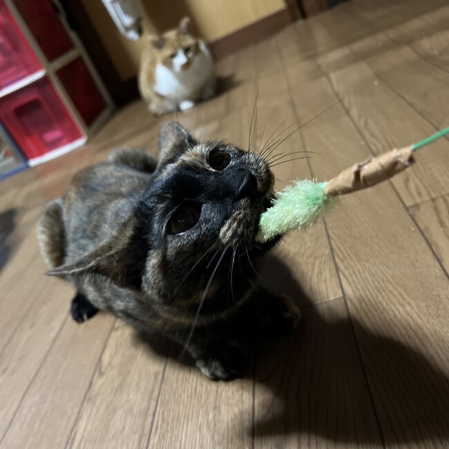 映画好きのカバー写真