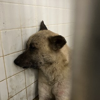 処分対象❗️収容期限7月1日❗️延長なし