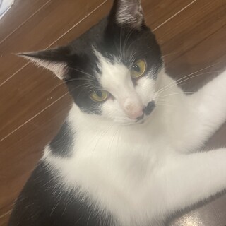 3歳の人懐っこいハチワレです。