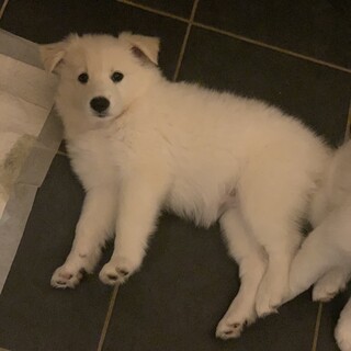 バニラ　女の子