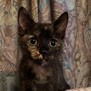 池野辺で保護された４兄妹のチョコちゃん