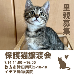 ねこの譲渡会＠枚方市