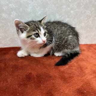 歌舞伎猫3兄妹初参加！目力でものを言う❤ぼたん