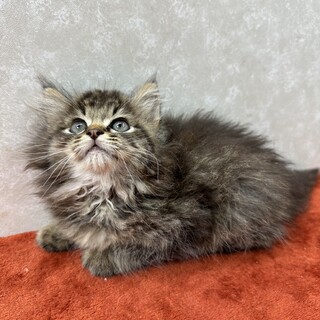 歌舞伎猫3兄妹初参加！長毛なので冷房完備❤慎之介