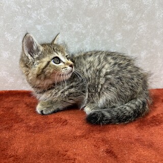 歌舞伎猫3兄妹初参加！半長毛で手入れが楽❤しのぶ