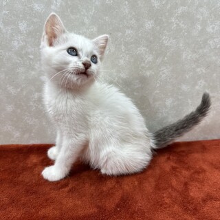 ラグドール風カラー！青い目の甘えっ子❤パール