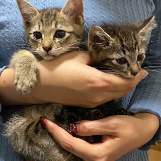 可愛いお顔のキジ兄弟