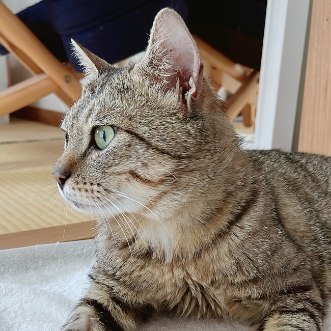 ねこの幸せ願いますのカバー写真