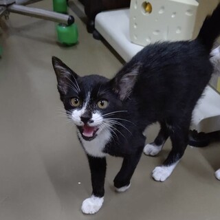 里親決定☆鬼太郎君3ヶ月