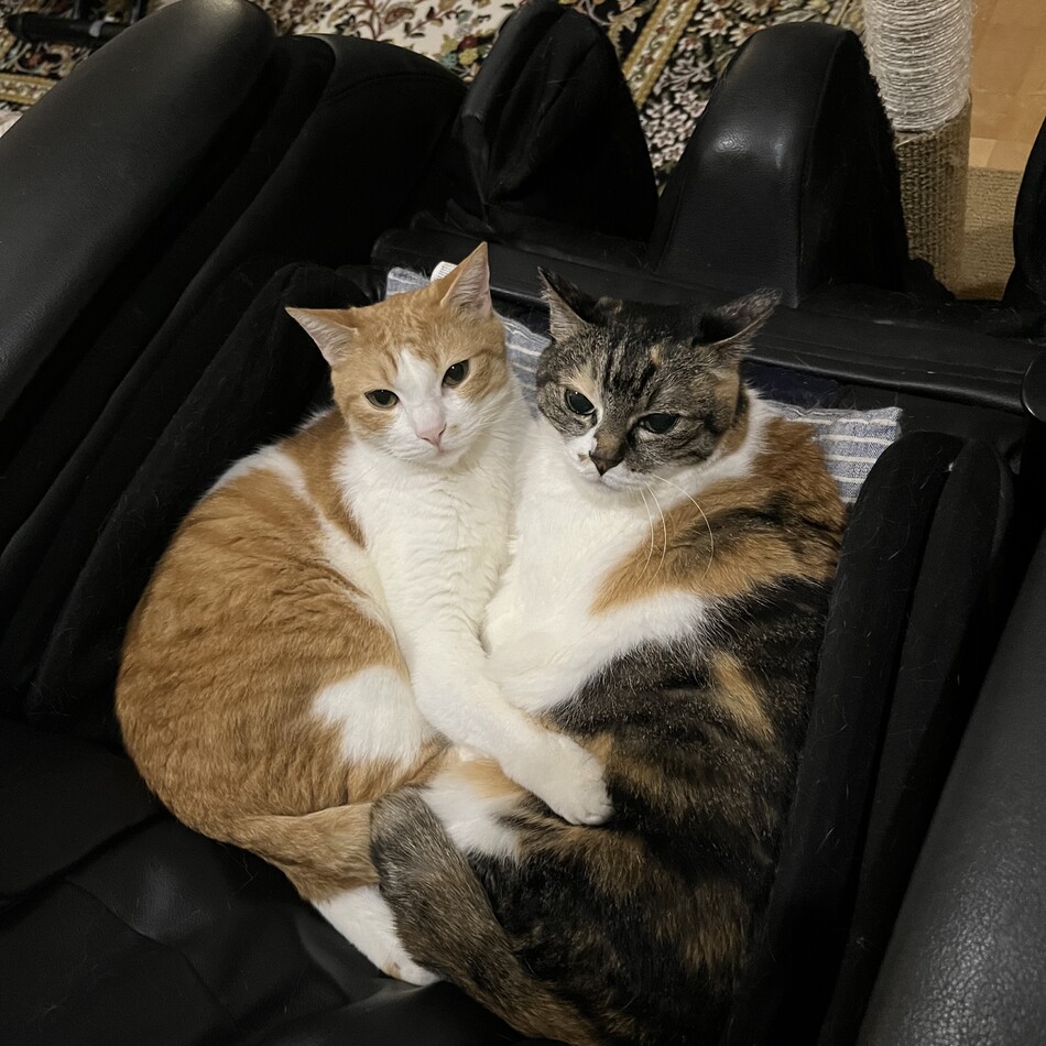 とらのカバー写真