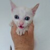 白い仔猫 サムネイル2