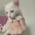 白い仔猫