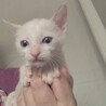 白い仔猫 サムネイル3