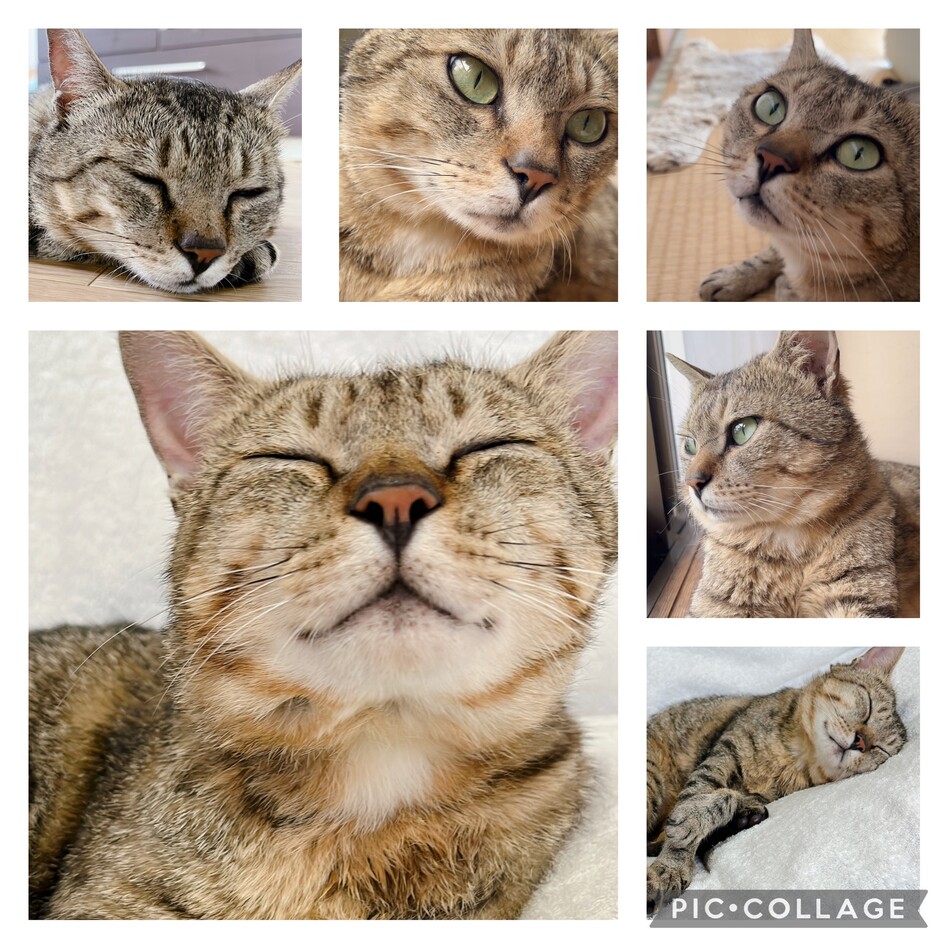 マーブルくんのカバー写真