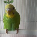 セキセイインコ の里親募集！