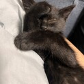 黒猫 4ヶ月 オス