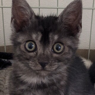 黒猫 アメショ風