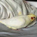 オカメインコ 生後１ヶ月 大切にしてくれる方に