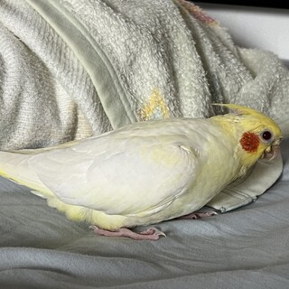 オカメインコ 生後１ヶ月 大切にしてくれる方に