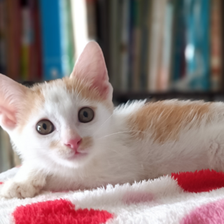 茶白の男の子　ネット