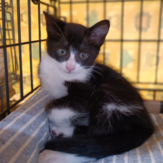 ハチワレ女の子　こはる