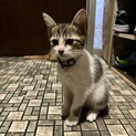 生後3ヶ月の女の子の里親募集中