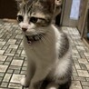生後3ヶ月の女の子の里親募集中 サムネイル2