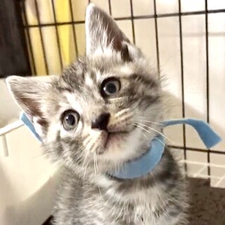 人が大好きで甘えん坊のサバトラまお君