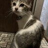 生後3ヶ月の女の子の里親募集中 サムネイル3