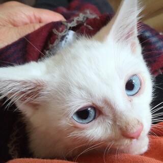 ブルーアイのお坊ちゃん　ももきち君！