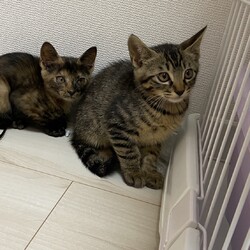 母猫と子猫5匹保護