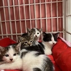 3ヶ月の猫に餌あげていたら子猫4匹連れてくる