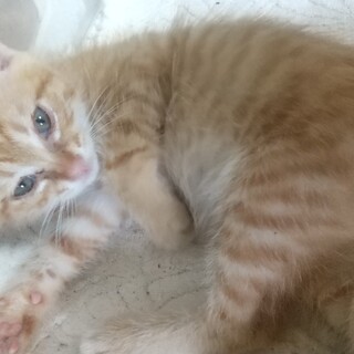 茶トラの元気な赤ちゃんです！