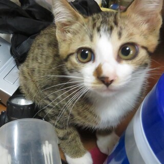 キジ白のオス。目がまんまるです。