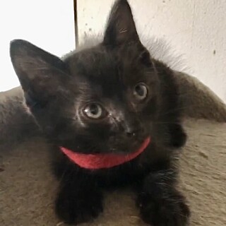 甘えん坊で賢くて人が大好き黒猫ルネ君