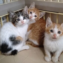 ねこの譲渡会/南生涯学習センター　