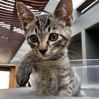 【無償譲渡】キジトラちゃん