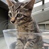 【無償譲渡】キジトラちゃん サムネイル2
