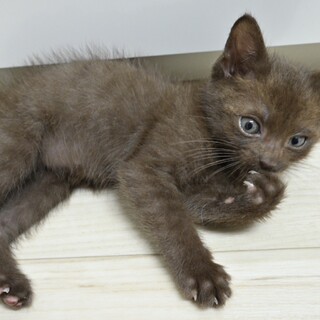 元気あり余りのこぐまの様な男の子(=^x^=)