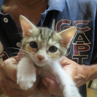 パステル三毛さつきちゃん、ミルクから育てた６兄妹