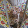 パステル三毛さつきちゃん、ミルクから育てた６兄妹 サムネイル6