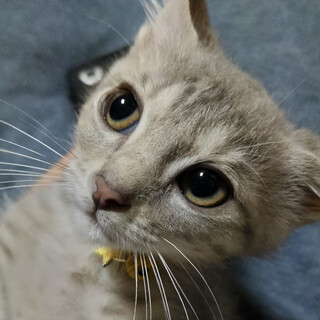 マイペース女子綺麗なグレーキジトラ❤️みどり