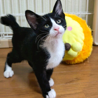 募集停止綺麗なタキシードハチワレ⭐️まる