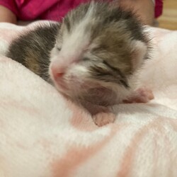 生後3日の子猫3匹保護