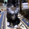 もふもふな猫です