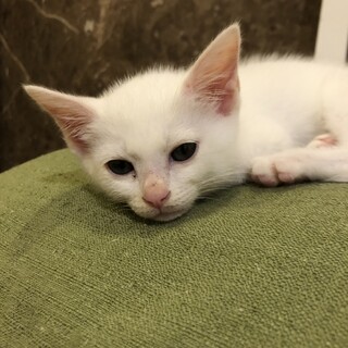 元気な甘えん坊さんです。