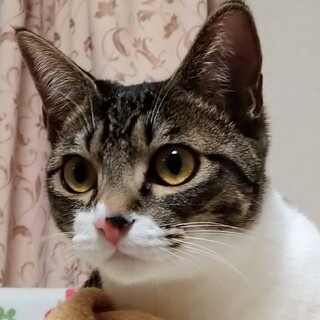 仮名＿ソルティー