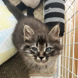 【急募！！】仔猫の里親募集中！