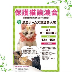 7/6（土）島忠ホームズ草加舎人店保護猫譲渡会